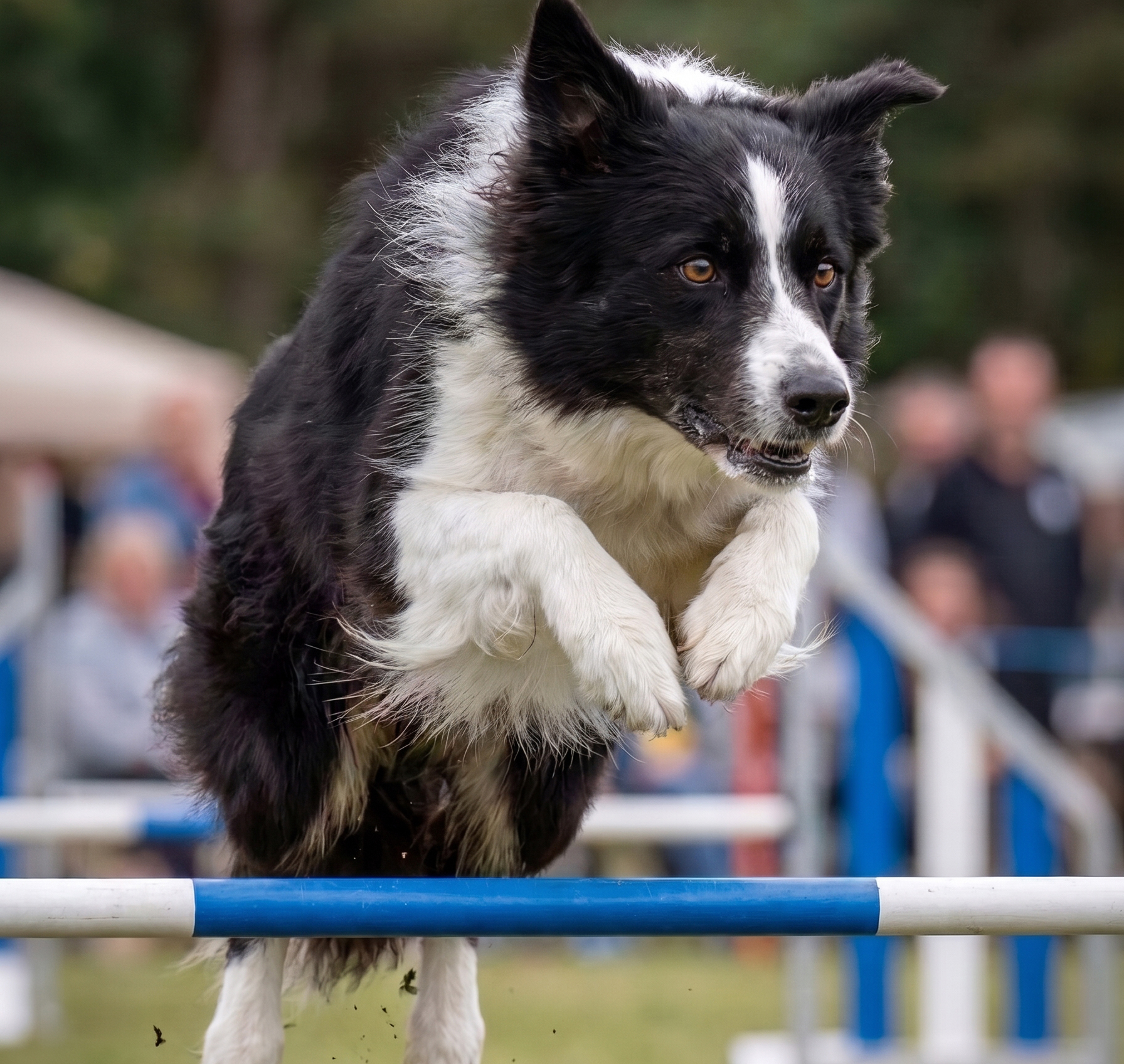 Circuito de Agility